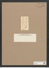 Navicula dissimilis Rabh. (de-Toni-Nr.: Genus 1, Species 245) Zeichnungen Sammlung Grunow Nr. 584 (NHMW-BOT-W0366942)